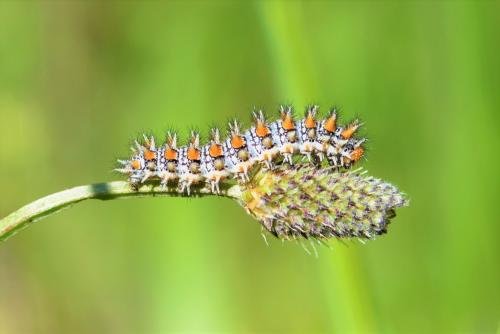 Melitaea didyma